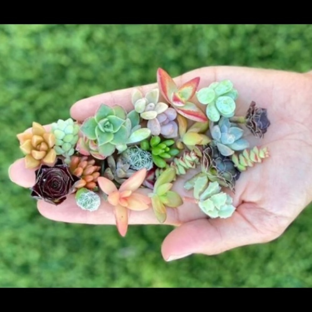 Pixie succulent clippings